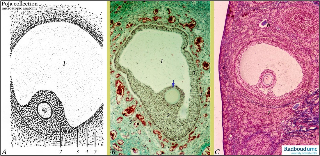 Tertiary (antral) follicles in ovary