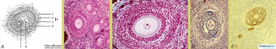 Follicles and antrum formation in ovary